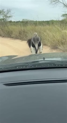 Promptopia AI on Instagram: "A wild giant anteater emerges from the Brazilian Pantanal scrub and walks right up to the car. It leans its long snout against the windshield, licks at bug splats, then casually strolls away like nothing happened!"