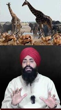 Elephant Pregnancy 🐘 The Longest Journey of Motherhood #ElephantPregnancy #AnimalFacts