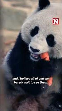 Giant Pandas Make Their Public Debut At Smithsonian National Zoo