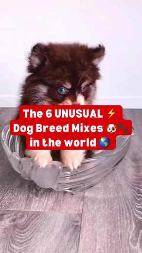 Here are six of the oddest and most unusual dog breed mixes that have garnered attention for their unique combinations and characteristics: 1. **Pitsky** (Pit Bull Husky): Combining the muscular build of a Pit Bull with the striking eyes and coat of a Husky, this mix results in a powerful and energetic dog with a unique appearance. 2. **Chorkie** (Chihuahua Yorkshire Terrier): This tiny mix often combines the small size and bold personality of the Chihuahua with the long, silky coat of the Yorks