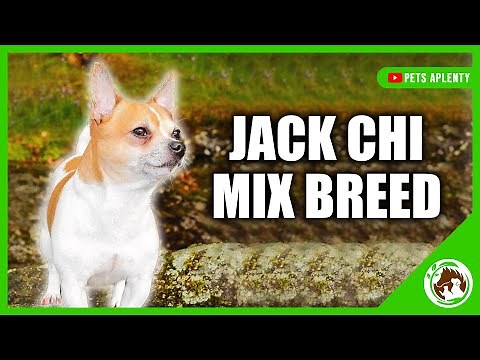 Uncover the Secrets of the Jack Chi: The Jack Russell Terrier and Chihuahua Mix