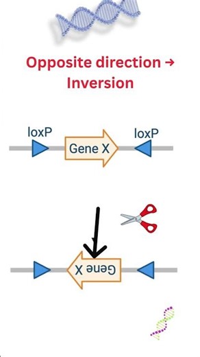 Cre Lox Recombination #microbiology#molecularbiology