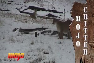 77K views · 850 reactions | Watch some of the rarest footage ever captured as the MOJO Critter calls mountain lion to within inches.. | Mojo TV | Facebook