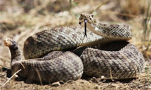 Colorado Garden Snakes: Identifying the Most Common Snakes in Your Garden
