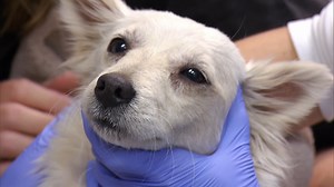 30K views · 1K reactions | When the Houston SPCA rescues a neglected mother-dog and her newborn puppies they realise that she's still got one puppy left inside her, but it doesn't seem to have made it. Watch full episodes on discovery+: https://bit.ly/3HfHr6e | Love Animals | Facebook