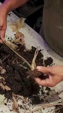 Storing Caladium Bulbs the Easy Way! | Winter Care