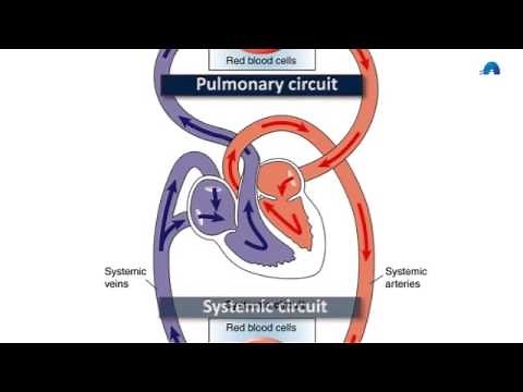 Basic Revision of the Cardiovascular System