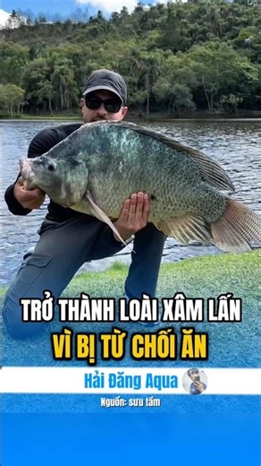 The problem of invasive blue tilapia in the US. #HaiDangAqua #Animals #Interesting #Explore #Know...