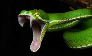 How snakes got their fangs