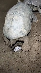 Turtle Raising Techniques | PCSO STL Apayao