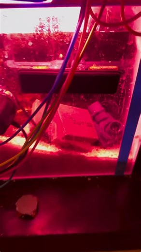 Polyplab on Instagram: "Super charge your aquarium with over 46,000 square feet of total surface area! @polyplab Genesis Rock. This rock is cured at 850 degrees F to ensure no unwanted impurities are introduced to your tank.#polyplab Repost from @nj_madd_reefer • ."