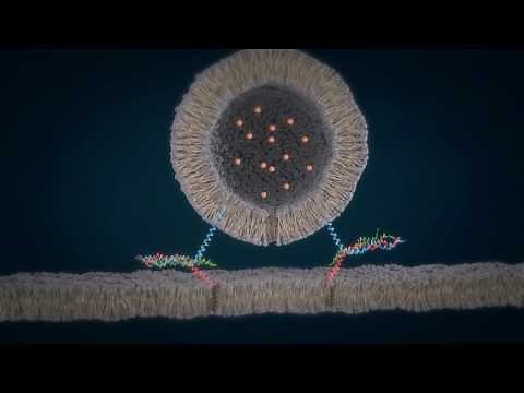 SNARE cycle for membrane fusion