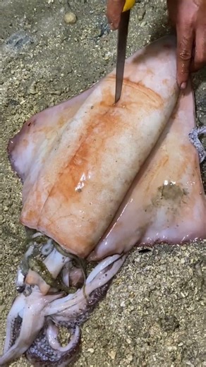Amazing Sea Discovery! Giant Squid Opened to Reveal a Shocking Surprise