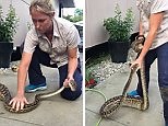 Electrician forced to relocate scrub python after it ate a cat