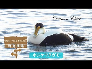 野鳥図鑑：Common Eider (ホンケワタガモ)