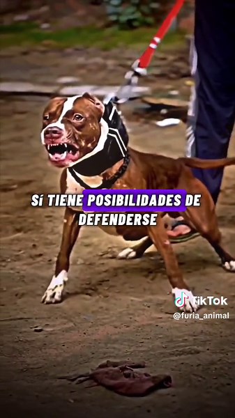 Perros Rottweiler: Características y Comparativas