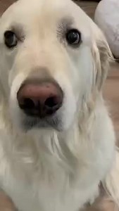 2.5M views · 143K reactions | A Cuddle Clone can never replace our best friend, but they can help us remember all the love we got throughout the years. 殺 ⭐⭐⭐⭐⭐  The Perfect Gift for Pet Lovers!  All Kinds & Breeds!  100,000+ Satisfied Customers Ordering is easy, just upload a few pictures and tell us about your pet's unique characteristics, our artists handle the rest! | Cuddle Clones | Facebook