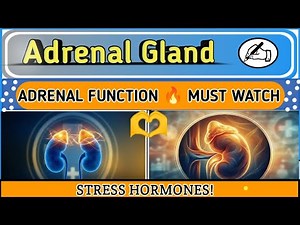 Adrenal Gland Explained | Hormones, Functions & Disorders | Anatomy of adrenal gland