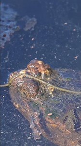 Exploring - Common Snapping Turtle (Chelydra serpentina) :: Animal Behavior