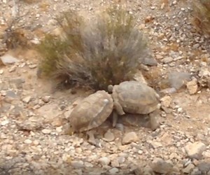 100 reactions · 12 shares | Male desert tortoises have the most...