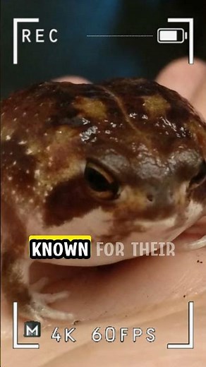 Desert Rain Frog - the Most Cutest Frog in the World