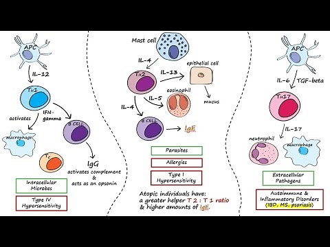 Helper T Cells