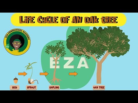 Life Cycle of an Oak Tree | All about Trees