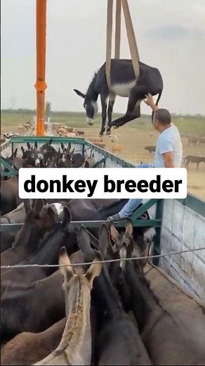 donkey mating