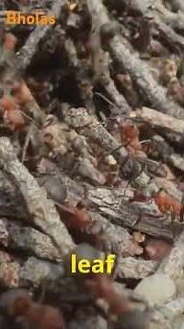 Ants vs Termites: Key Differences Explained!