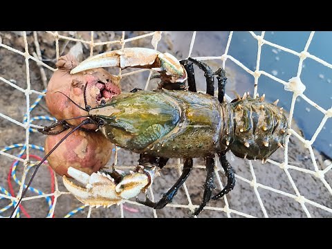 Top 5 crayfish baits