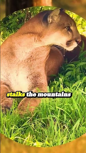 Puma or Panther: What’s the Difference? #puma #panther