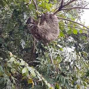 95K views · 542 reactions | Sloth Gets Rescued After Being Washed Downriver | Newsflare | Facebook