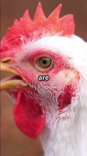 Want More Eggs? Get These 5 Chicken Breeds!