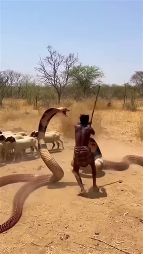 Tribal instincts awaken, snake survives or dies?