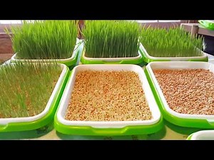 DIY Chicken Fodder - Experiment with Wheat