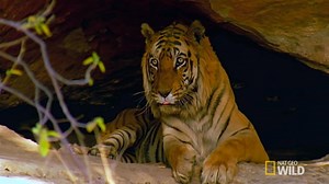 68K views · 215 shares | Meet Charger, B1, Bacchi and her two cubs. They are the main characters in this battle for tiger dominance. | National Geographic Animals | Facebook