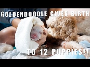 GOLDENDOODLE GIVES BIRTH TO 12 PUPPIES | Dolly's Puppies Are Here 🐶