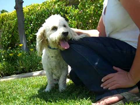 ADOPT ME: Marlee, 9-month-old cockapoo