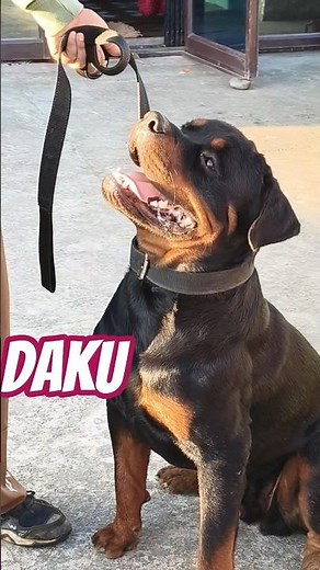 Training a Rottweiler A Complete Guide to Rottweiler Training