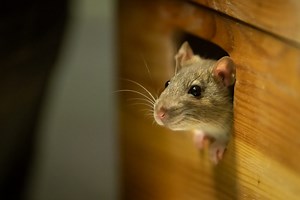 How to Get Rid of Mice in Your House, According to an Expert