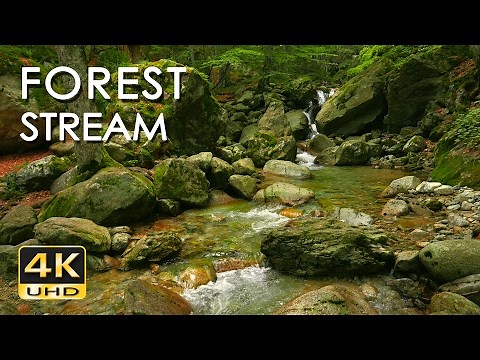 4K Forest Stream - Relaxing River Sounds - No Birds - Ultra HD Nature Video - Relax/ Sleep/ Study