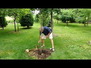 Best Practices for Establishing Young Trees, Part II: Trunk Protection