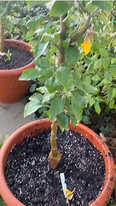 49 reactions | It's the season for pest control - here's a quick tip on controlling aphids on your fruit trees. A few treatments of water & dish soap should do the trick on this columnar apple tree. #aphids #gardenpests #gardentips | Stark Bro's Nurseries | Facebook