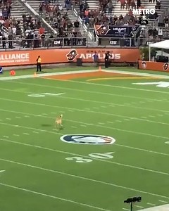 24K views · 311 reactions | The dog ran 83 yards to make the catch | Metro | Facebook