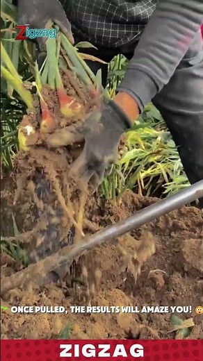 Simple & Durable Hand Tools for Harvesting and Extracting Rhizomes in Root Crop Fields