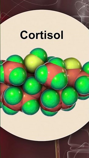 Adrenal Gland and Adrenal Medulla