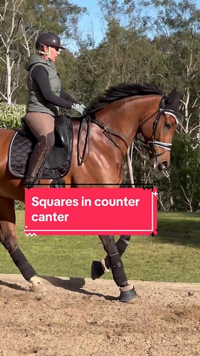 Improve Dressage Skills with Stabilizing Martingale | Counter Canter Exercises