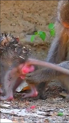 Life of Baboons | Mother Monkey Cares for and Guides Baby Monkey's First Steps !
