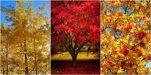 8 of the best autumn trees for colour