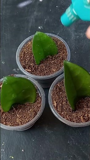 How to propagate Orchid from leaves simply at home